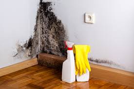 Best Mold Prevention Services  in Manchester, IA